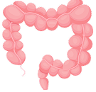 Colon