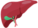 Liver
