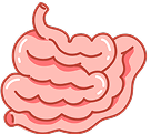 Small Intestine