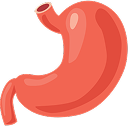 Stomach